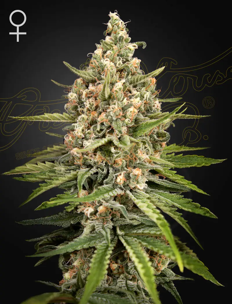 Bubba Slush | Green House Seed Co | FEM Photoperiod Seeds