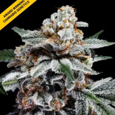 Canelo | DNA Genetics | FEM Autoflower Seeds