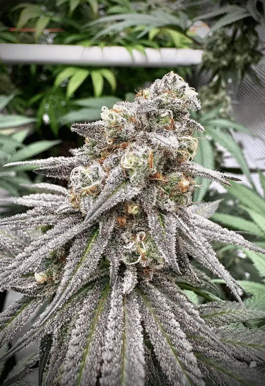 Biscotti Auto | Preservation Line | FEM Autoflower Seeds | 5 Pack