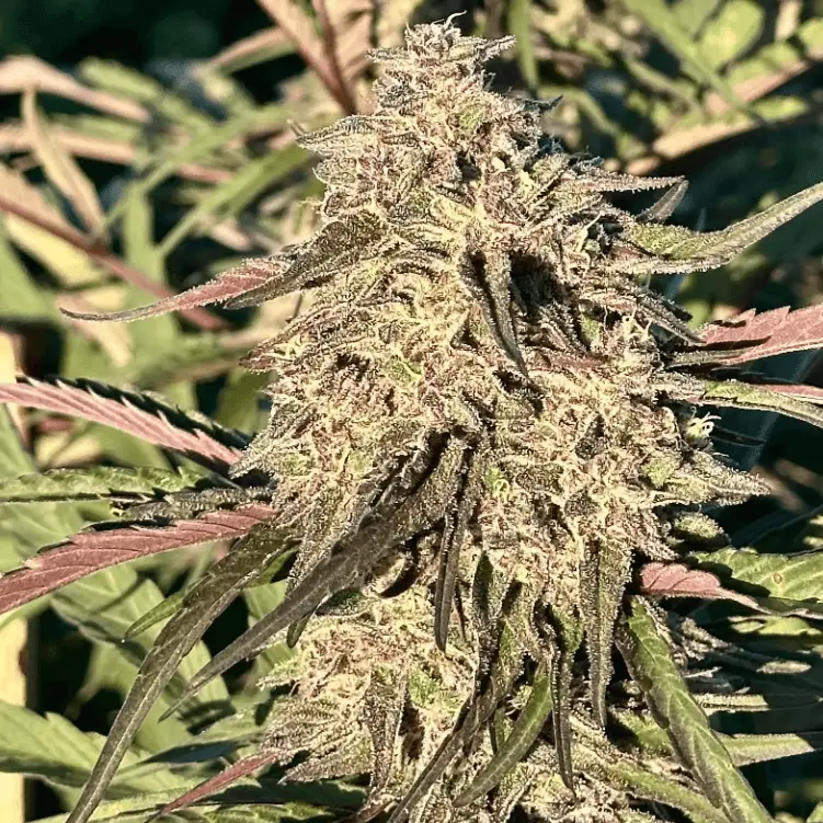 Cherry Pie OG Auto | Preservation Line | FEM Autoflower Seeds | 5 Pack