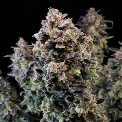 Mendo Star Auto | Preservation Line | FEM Autoflower Seeds | 5 Pack