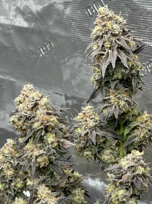 Apple Fritter | Preservation Line | FEM Photoperiod Seeds | 5 Pack