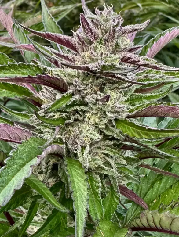 Banana Breath | Preservation Line | FEM Photoperiod Seeds | 5 Pack