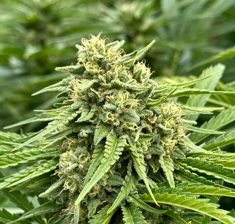 Banana Papaya | Preservation Line | FEM Fast Photoperiod Seeds | 5 Pack