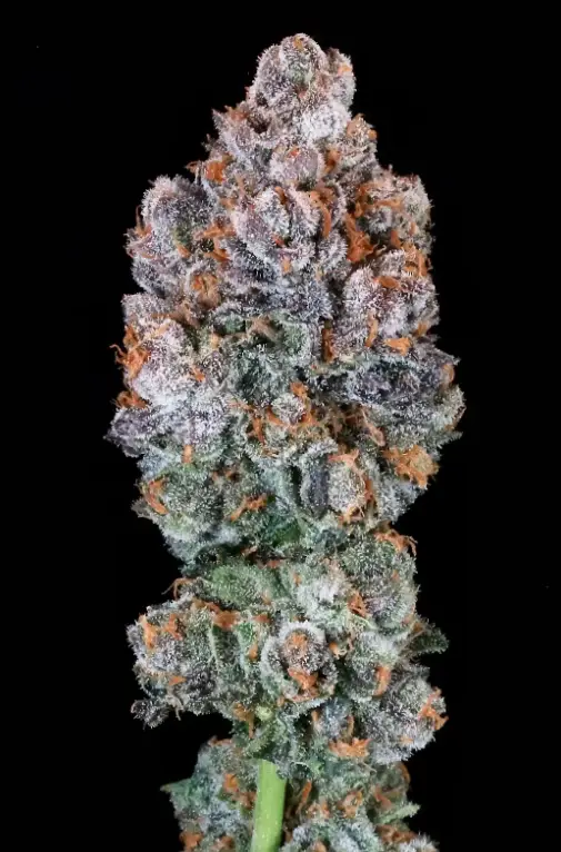 Blueberry Mcmuffin Auto | Preservation Line | FEM Autoflower Seeds | 5 Pack