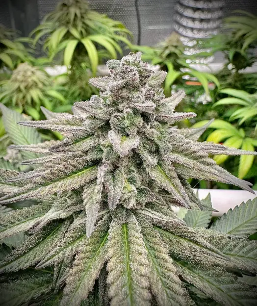 Bruce Banner | Preservation Line | FEM Photoperiod Seeds | 5 Pack