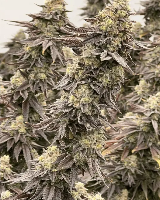 Cereal Milk Auto | Preservation Line | FEM Autoflower Seeds | 5 Pack
