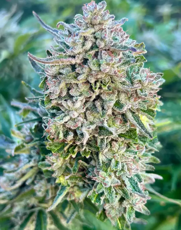 Cookie Crack | Preservation Line | FEM Photoperiod Seeds | 5 Pack