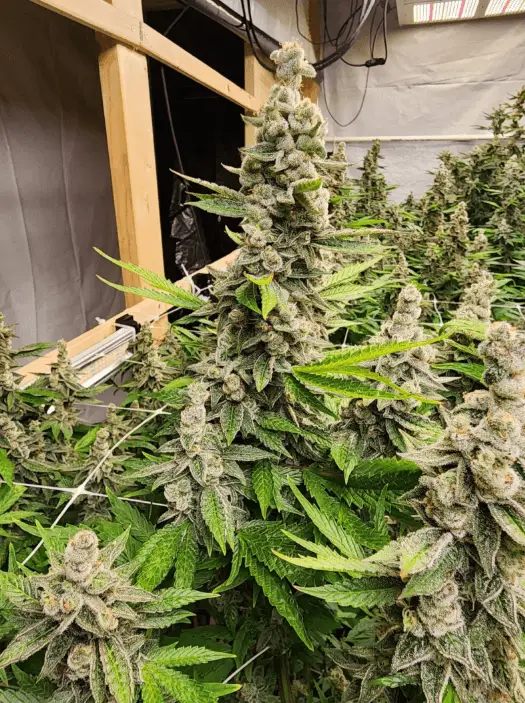 Durban Jack Poison Auto | Preservation Line | FEM Autoflower Seeds | 5 Pack