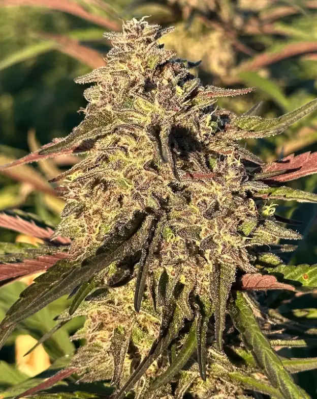 Gorilla Cake | Preservation Line | FEM Photoperiod Seeds | 5 Pack