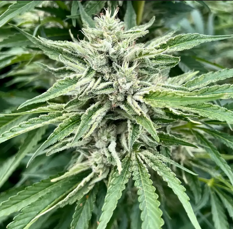Gorilla Runtz | Preservation Line | FEM Photoperiod Seeds | 5 Pack