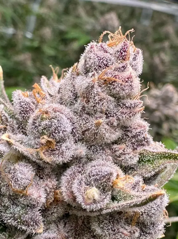 Grand Daddy Purple Auto | Preservation Line | FEM Autoflower Seeds | 5 Pack