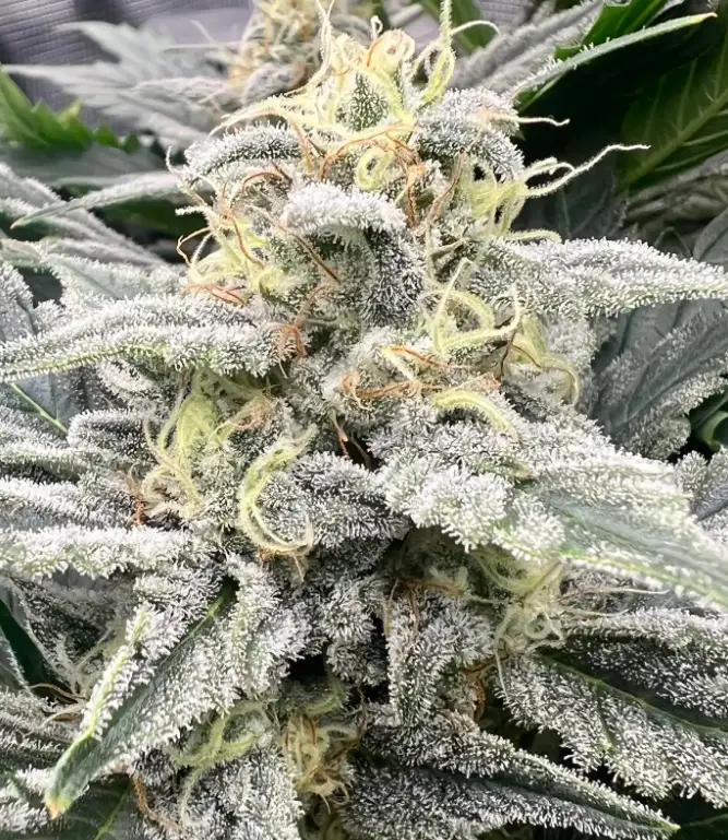 Grape Cookie Gas | Preservation Line | FEM Photoperiod Seeds | 5 Pack