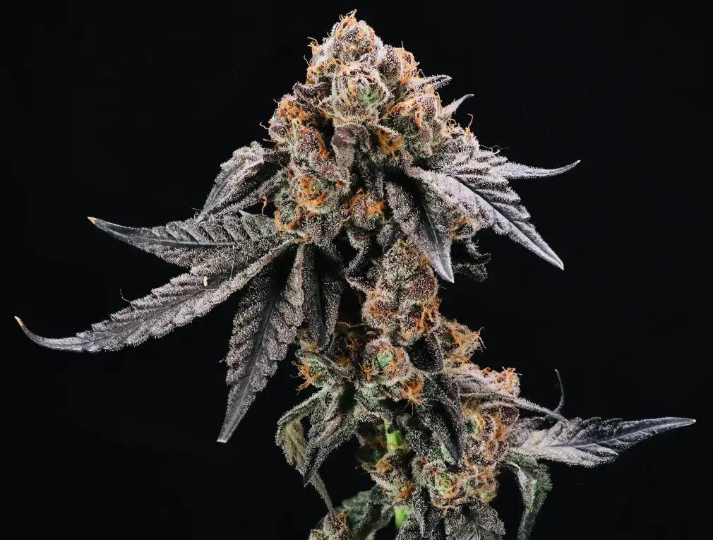 Gruntz Auto | Preservation Line | FEM Autoflower Seeds | 5 Pack