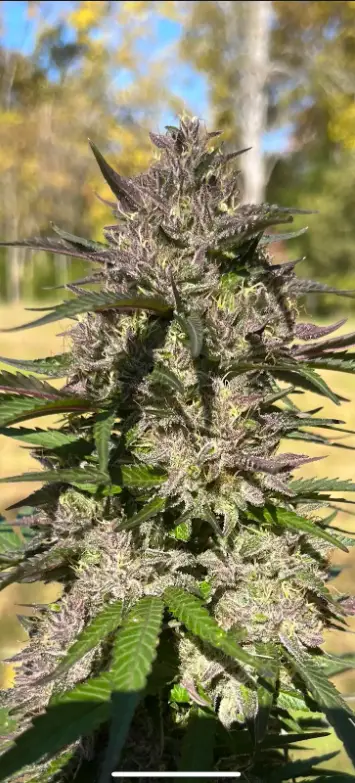 Ice Cream Gelato | Preservation Line | FEM Photoperiod Seeds | 5 Pack