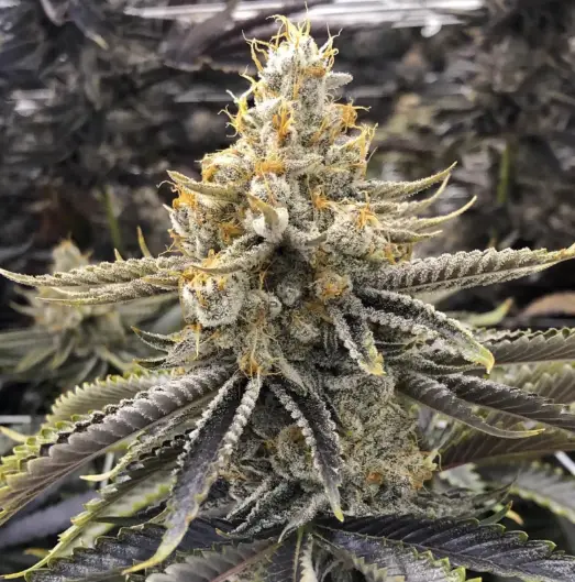 Ice Cream Truffle | Preservation Line | FEM Photoperiod Seeds | 5 Pack