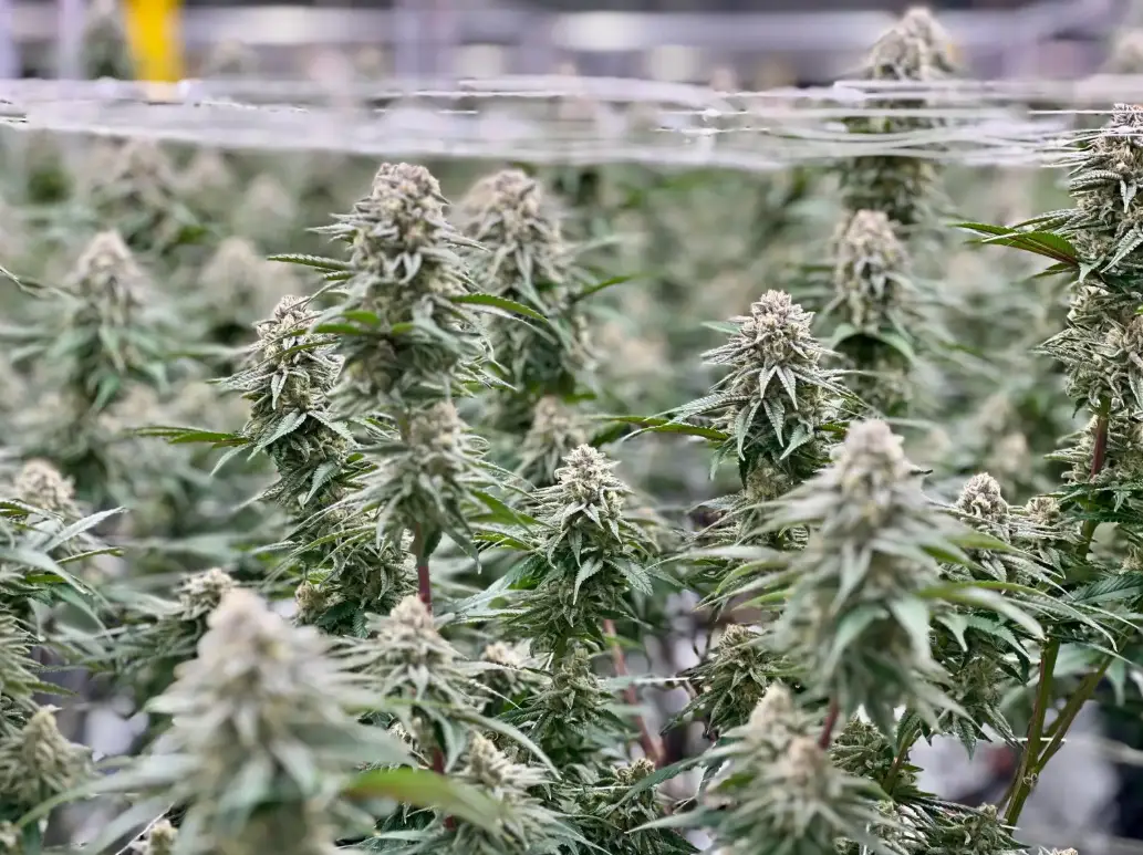 Kush Mints Auto | Preservation Line | FEM Autoflower Seeds | 5 Pack