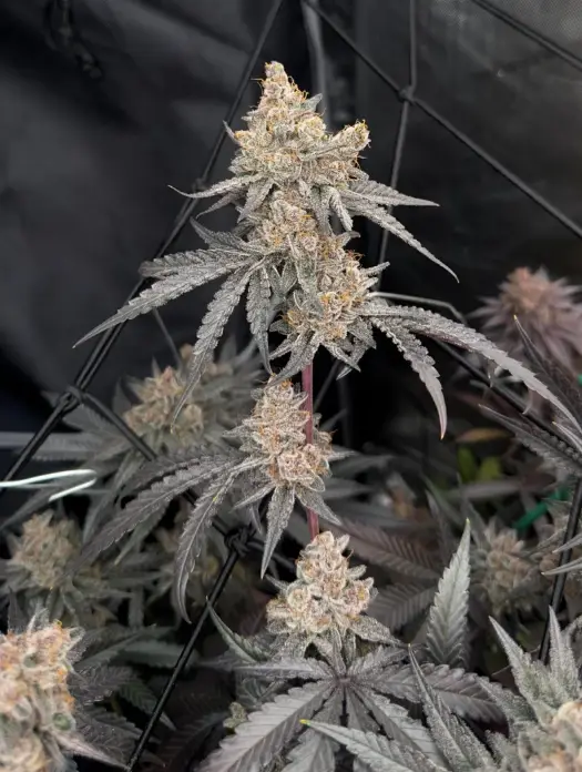 Mimosa | Preservation Line | FEM Photoperiod Seeds | 5 Pack