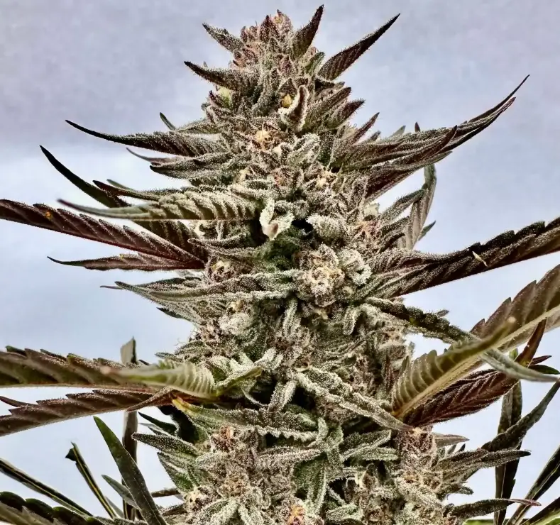 Papaya Breath Auto | Preservation Line | FEM Autoflower Seeds | 5 Pack