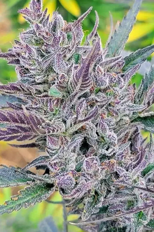 Sundae Driver | Preservation Line | FEM Photoperiod Seeds | 5 Pack