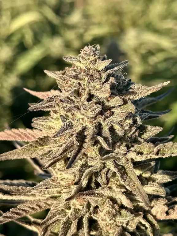Sunset Sherbert Auto | Preservation Line | FEM Autoflower Seeds | 5 Pack