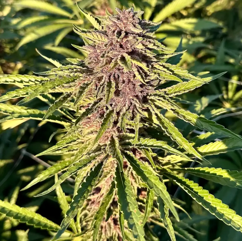 Watermelon Gelato | Preservation Line | FEM Photoperiod Seeds | 5 Pack