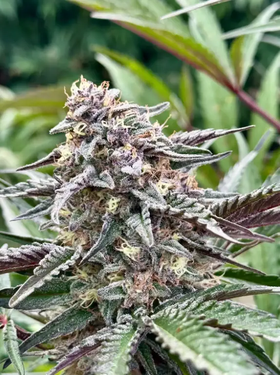 White Runtz Auto | Preservation Line | FEM Autoflower Seeds | 5 Pack
