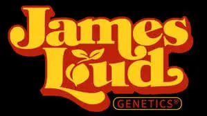 Guavalato Auto | James Loud Genetics | FEM Autoflower Seeds